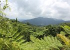 View from Trail in Rainforest